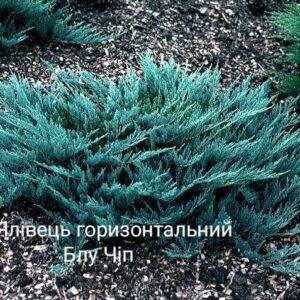 Ялівець горизонтальний Blue Chip 3 річний в 1л контейнері