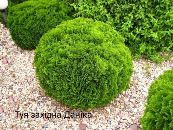 Туя західна Danica