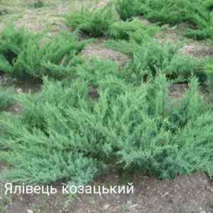 Ялівець козацький