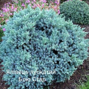 Ялівець лускатий Blue Star