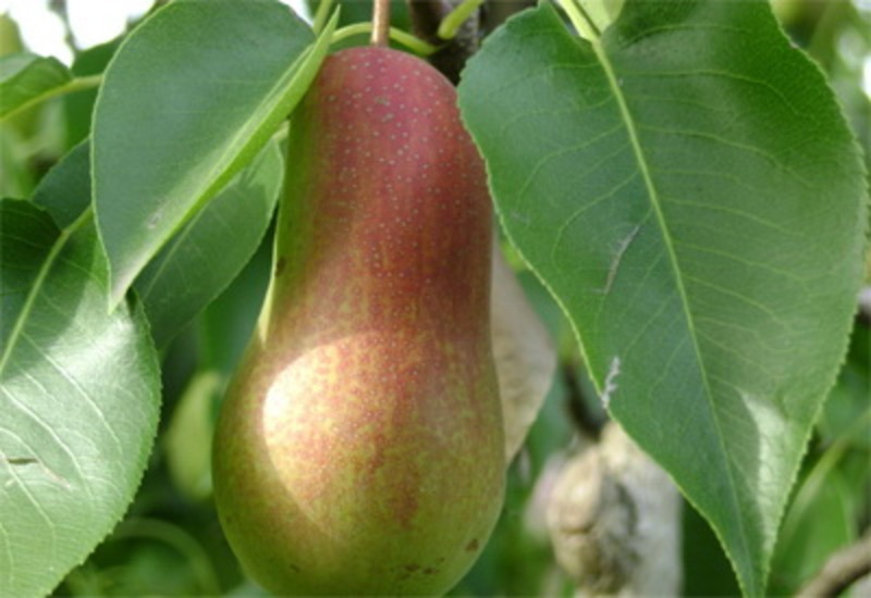 Қазандағы шашы бар письки