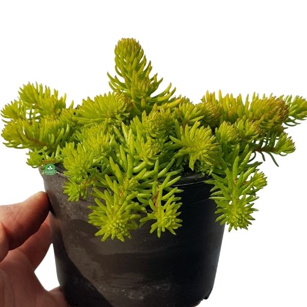 Sedum (очиток)refleksum Winter Lemon – Садовий центр - Beauty of